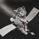 Illustration for article titled Old Timey LOLcats!